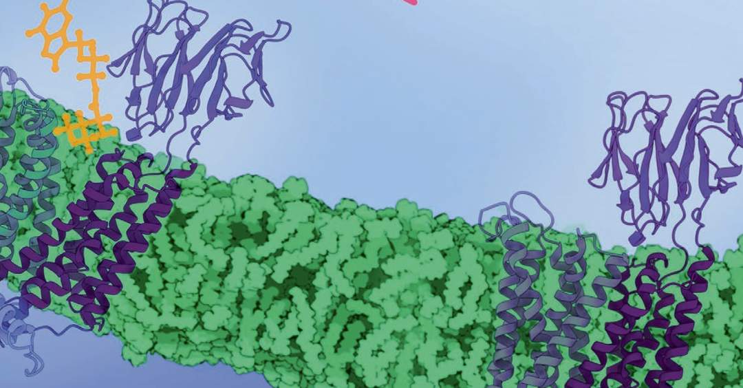 Membrane protein expression, purification, and characterisation 3 (mPEPC3) – course