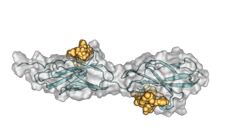 Facilitating Drug Design with Fragment-based Active Site Exploration (FASE)