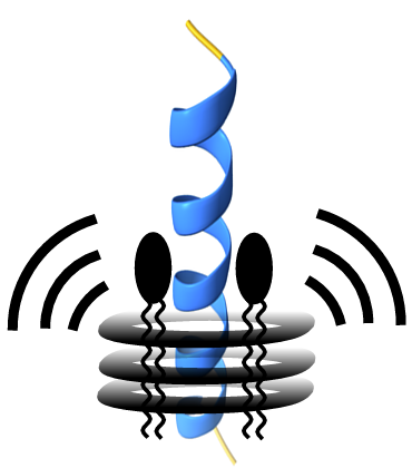 Limiting the cell toxicity of antimicrobial peptides through NMR spectroscopy