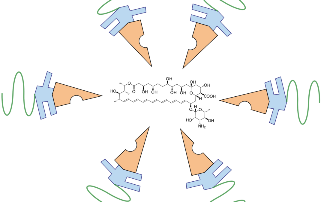 Developing a drug delivery system for the antifungal agent Amphotericin B