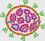 Understanding how different particle populations in lipid nanoparticles work for better mRNA delivery