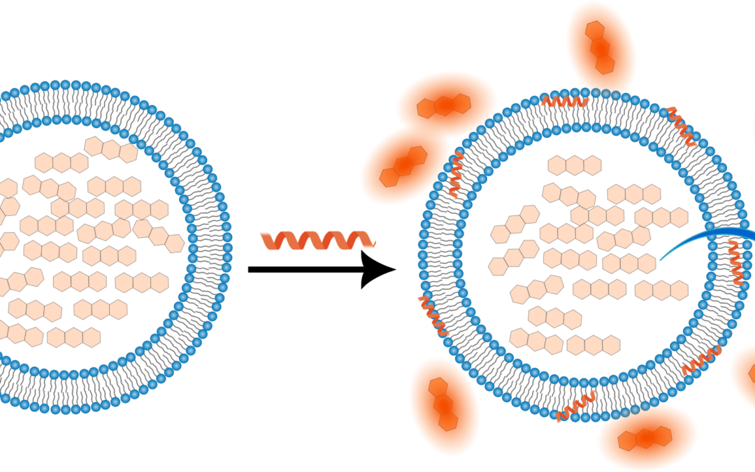 Combining SAXS and Fluorescence Spectroscopy to uncover membrane dynamics towards antimicrobial peptide-based antibiotics