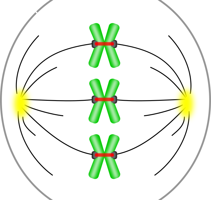 Unraveling molecular players responsible for genomic stability