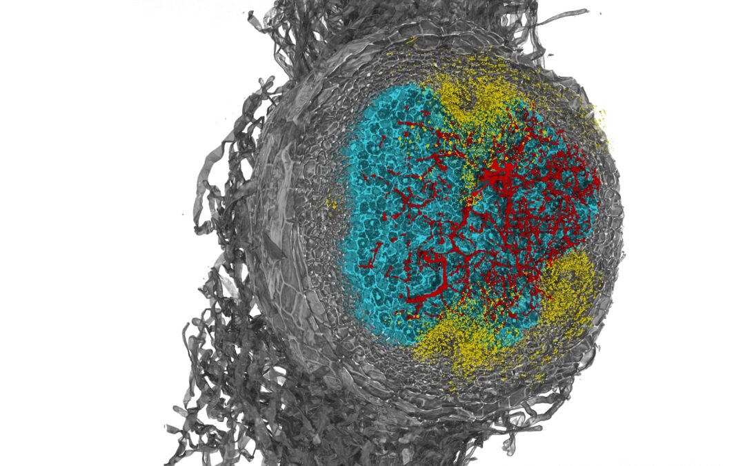 Synchrotron X-ray phase contrast tomography of legume root nodules
