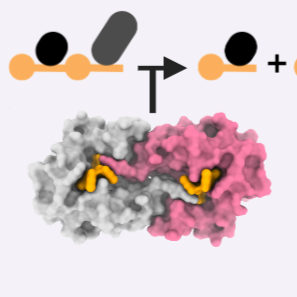 HipA-related toxin-antitoxin systems in bacterial immunity
