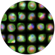 Implementation of a pioneering hardware agnostic smart microscopy solution at LBIC and CFIM