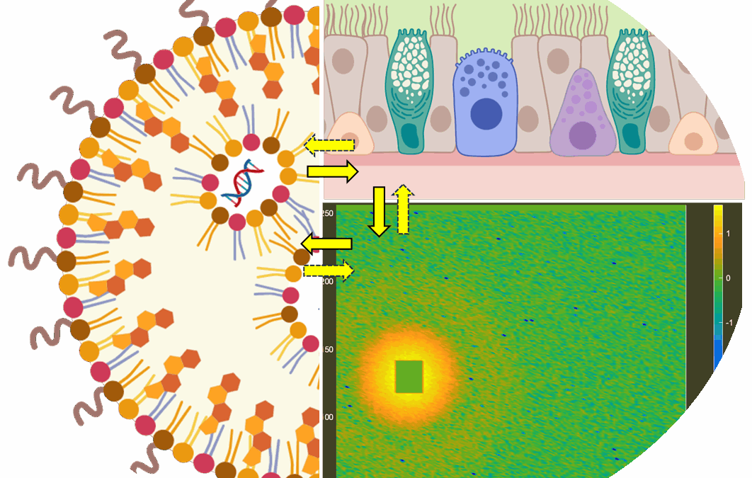Inhaled biopharmaceuticals: understanding the interactions between drug carrier and the biological barrier in the lung