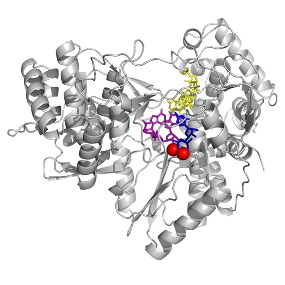 Obtaining biologically relevant structures of the hepatitis C virus polymerase for studying resistance mutations