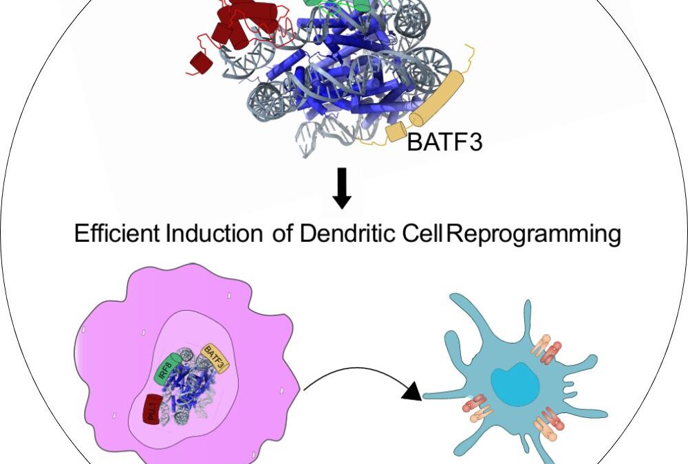 Decoding transcription factor cooperativity: Structural basis of PU.1, IRF8, and BATF3-mediated chromatin remodeling in cDC1 reprogramming