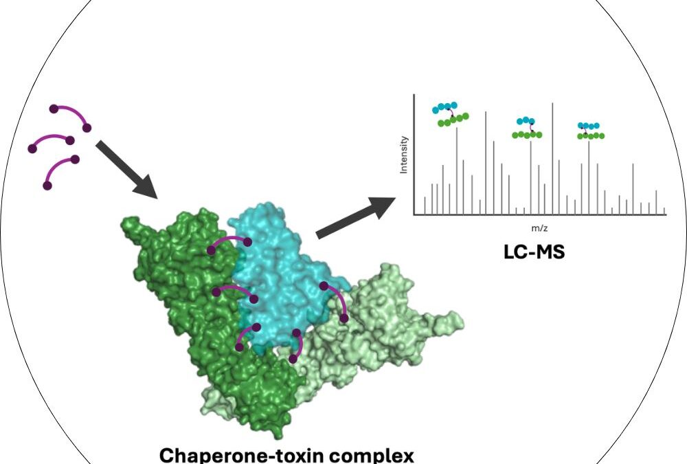 Recognition of AB5 toxins by host chaperones