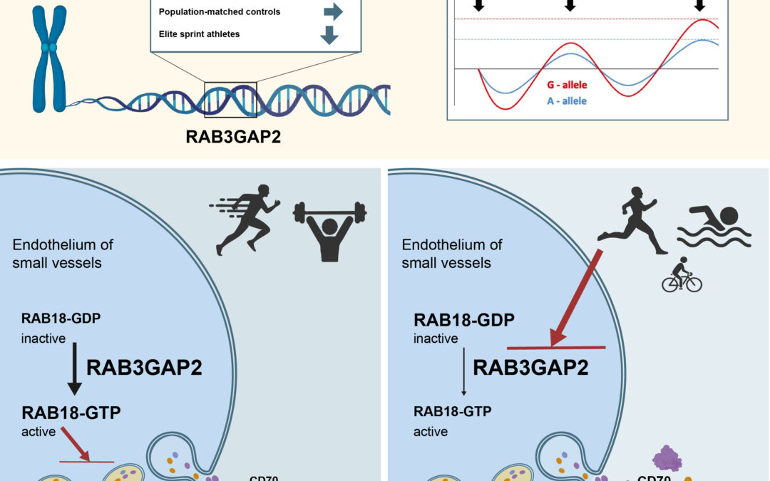 Development of a first-in-class treatment of insulin resistance and beyond